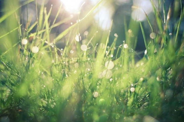 Sunlight through the grass Photo | Free Download