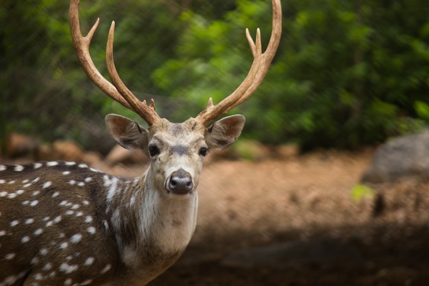 Premium Photo | Sunlit red deer cervus elaphus stag with new antlers ...