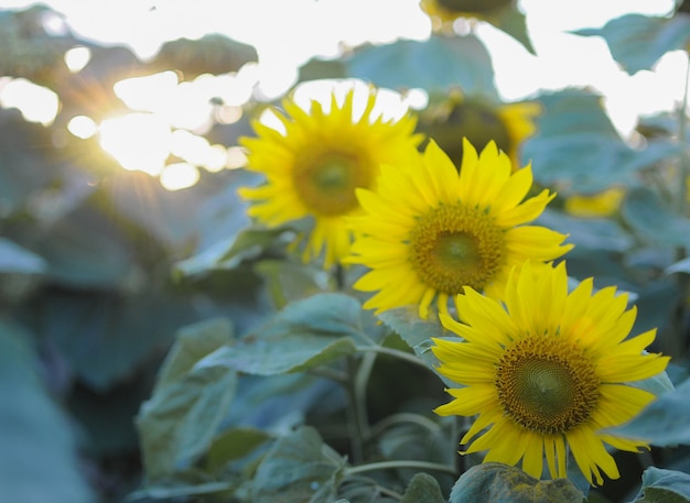 Premium Photo | Sunlowers in the field. summer flowers.