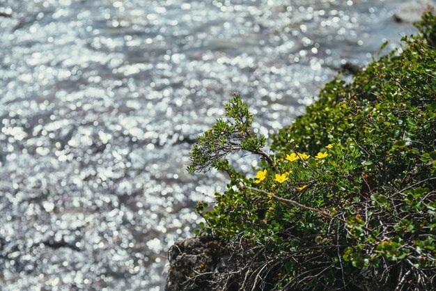 Premium Photo Sunny Nature Background With Small Yellow Flowers Of