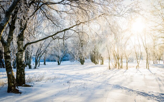 Premium Photo | Sunny winter scenery