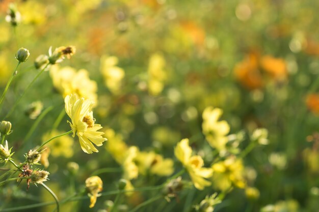 Premium Photo | Sunny yellow flowers with sunrise bokeh