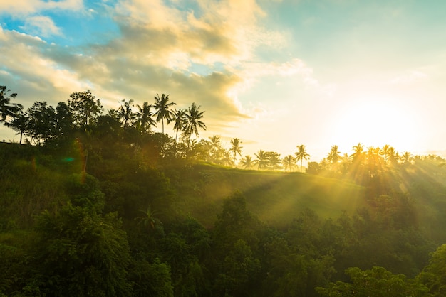 Sunrise over jungle Free Photo