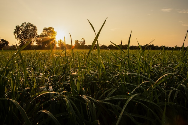 Premium Photo | Sunrise in the rice field