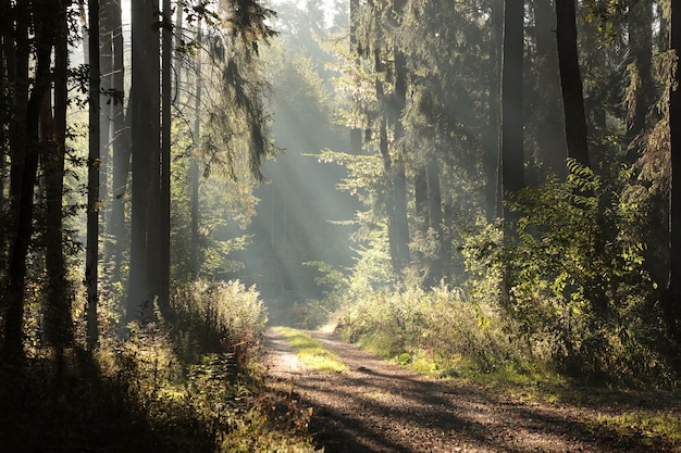 Premium Photo | The suns rays hit the forest path on a misty morning