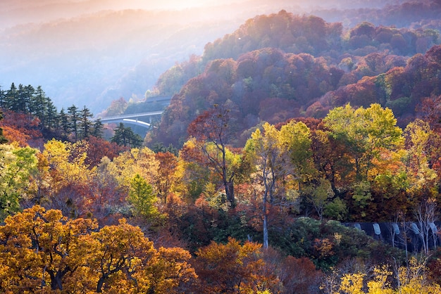 Premium Photo | Sunset forest autumn akita japan