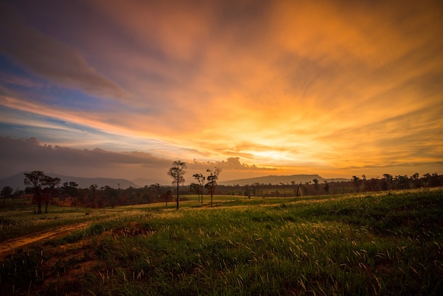 田舎の田舎道と木の背景を持つフィールドと草原の緑の芝生に沈む夕日 プレミアム写真
