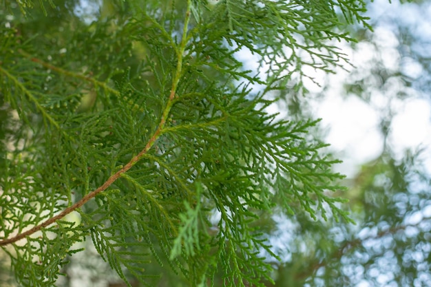 Premium Photo | Super close of davallia fejeensis leaves with full leaf ...