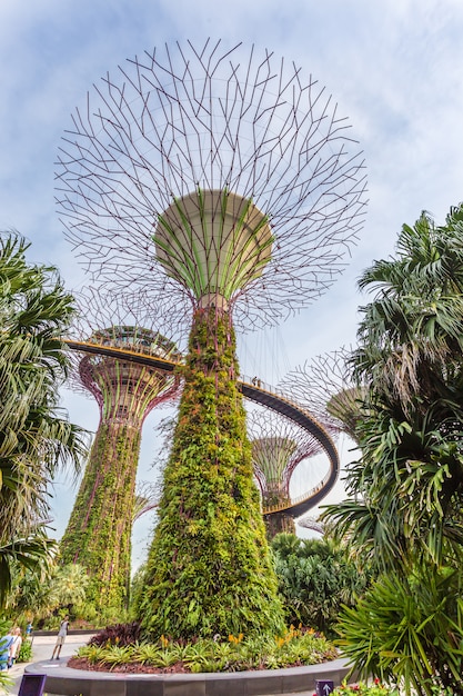 Supertrees At Gardens By The Bay Close Up Aerial View Of The