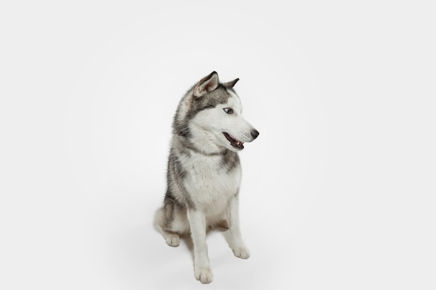 びっくり ハスキーコンパニオンドッグがポーズをとっています 白いスタジオの背景で遊ぶかわいい遊び心のある白い灰色の犬やペット 動き 行動 動き ペットの愛の概念 幸せ 喜び おかしいように見えます 無料の写真