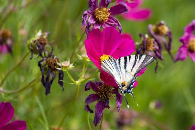 Premium Photo Swallowtail Butterfly Feeding On A Cosmos Flower At Bergamo In Italy