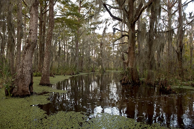 Premium Photo | Swamp near new orleans, louisiana