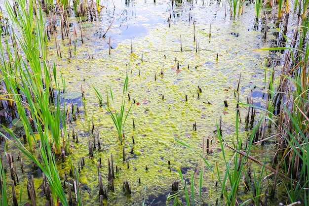 Premium Photo | Swamp river in the duckweed. wetland scirpus plant.