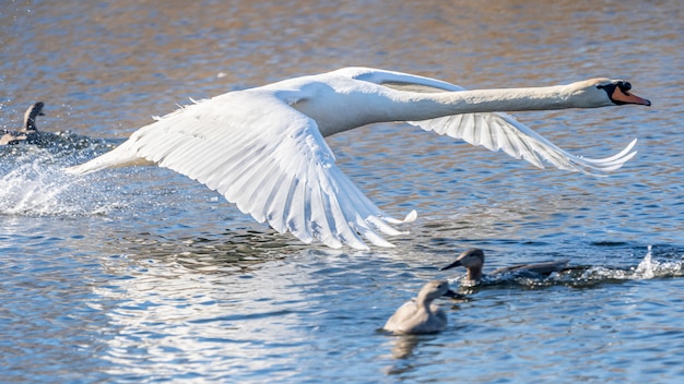 Premium Photo | Swan flying in the marshes of the ampurdan.