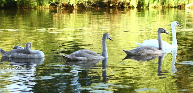 Swans family | Free Photo