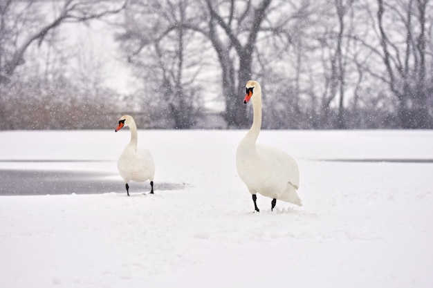 白鳥の湖 画像 無料のベクター ストックフォト Psd