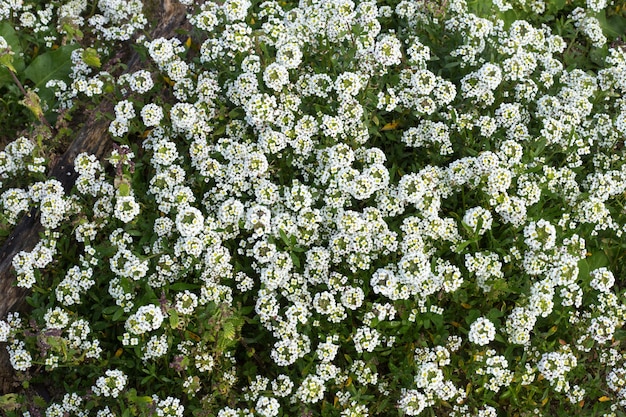 Free Photo Sweet Alyssum Lobularia Maritima Malta Mediterranean