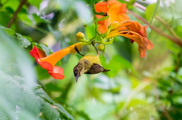 甘い鳥 オリーブバックアップサンバードは オレンジ色の花で花粉から蜜を飲みます 夏の朝 プレミアム写真