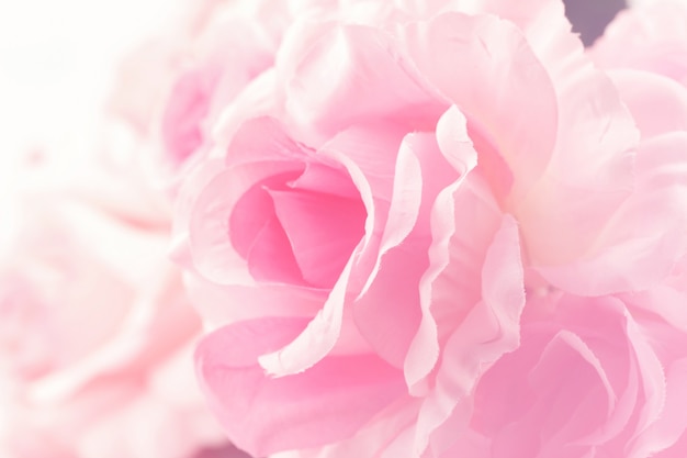 Premium Photo Sweet  color roses  in soft style for background