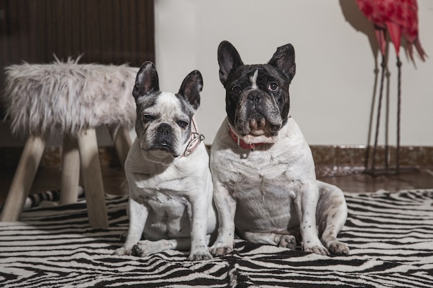 正面を見ている部屋に座っているフレンチブルドッグ犬の甘いカップル 無料の写真