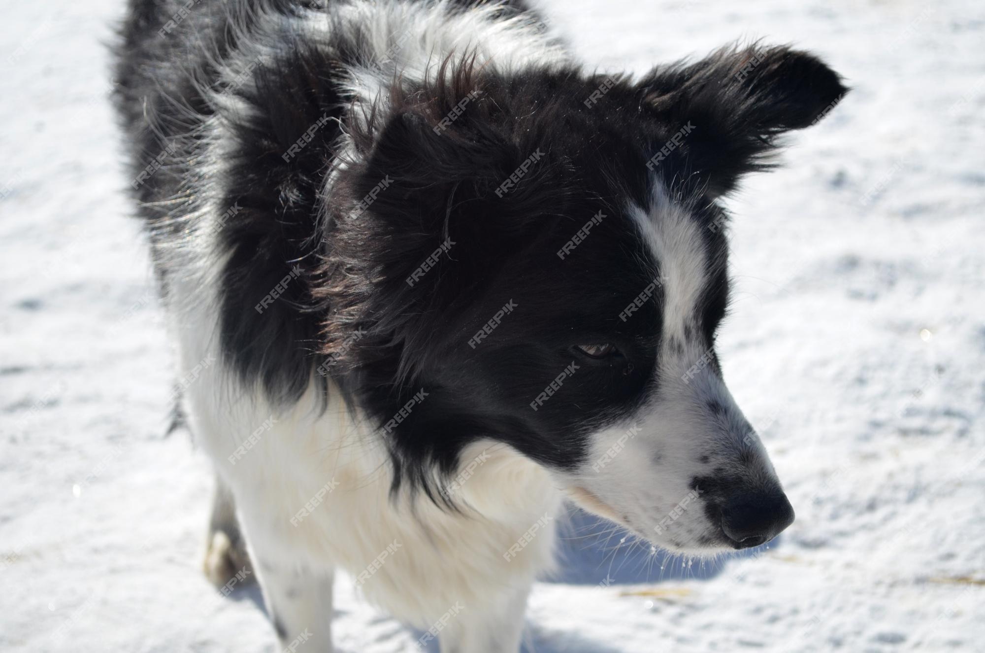 Free Photo Sweet Faced Border Collie Dog In The Winter