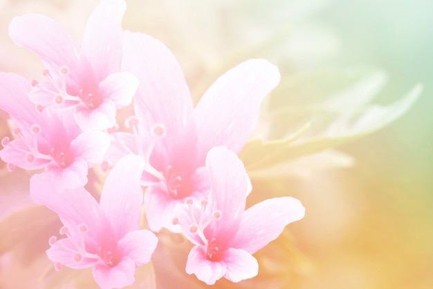 Download Sweet and pastel color flower ,soft and blurry focus photo in vintage style | Premium Photo