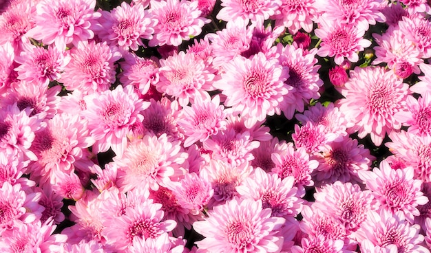 Premium Photo Sweet Wallpaper Background And Romantic With Soft Pink Chrysanthemums Flower