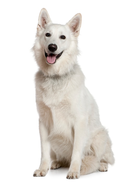 Premium Photo | Swiss shepherd dog, 1 year old. dog portrait isolated