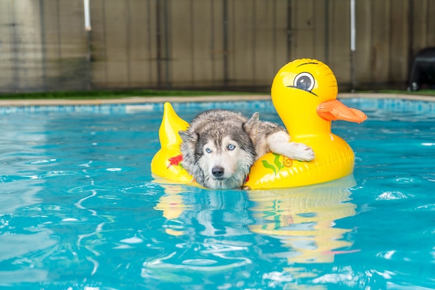 husky swimming pool