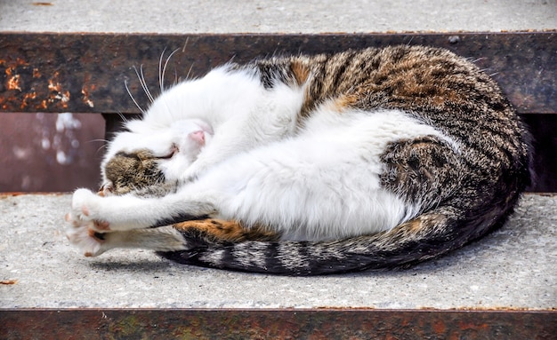 ぶち猫が歩道の家のポーチのそばの階段で寝て横たわっています プレミアム写真