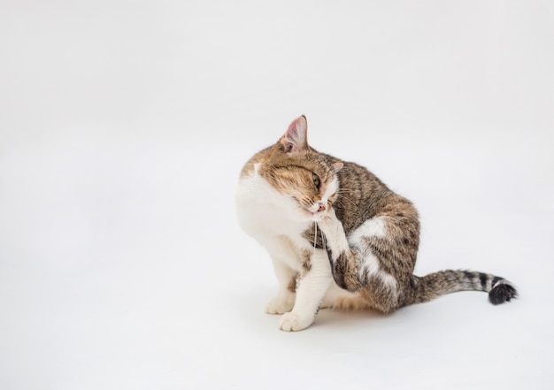 白いスペースのトラ猫 ノミの飼い猫 猫は足で耳を掻きます プレミアム写真