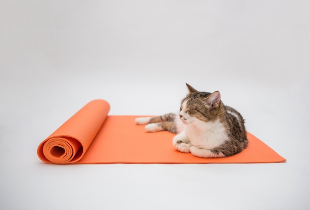 https://image.freepik.com/free-photo/tabby-cat-sleeps-yoga-mat-white-space-adult-cat-sleeps-orange-fitness-mat-copy-space_208700-312.jpg