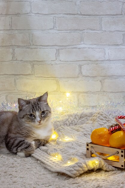 Premium Photo Tabby Cat With A Christmas Garland And Tangerines New Year And Christmas Concept Vertical Frame Place For Text