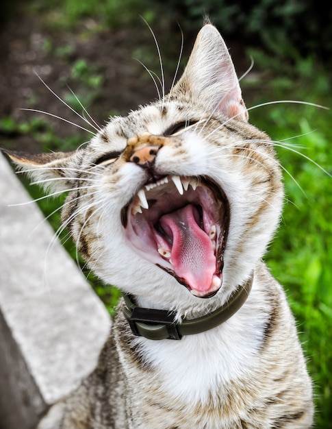 トラ猫のあくびは猫の口を大きく開きます。  プレミアム写真