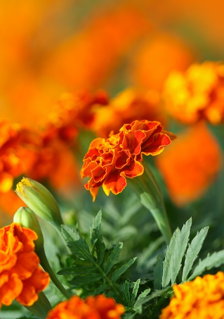 Premium Photo | Tagetes flower