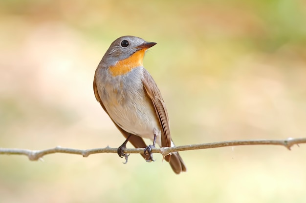 Premium Photo | Taiga flycatcher ficedula parva beautiful male birds of ...