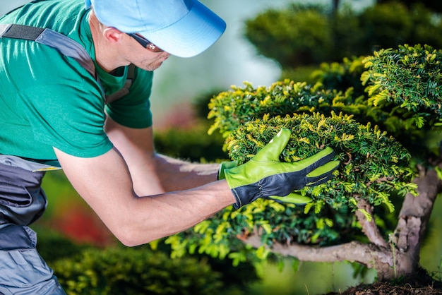 Taking care of garden trees Photo | Free Download