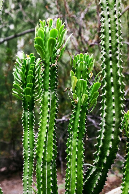 アメリカ 夏のアリゾナ州の背の高いサボテンの植物 プレミアム写真