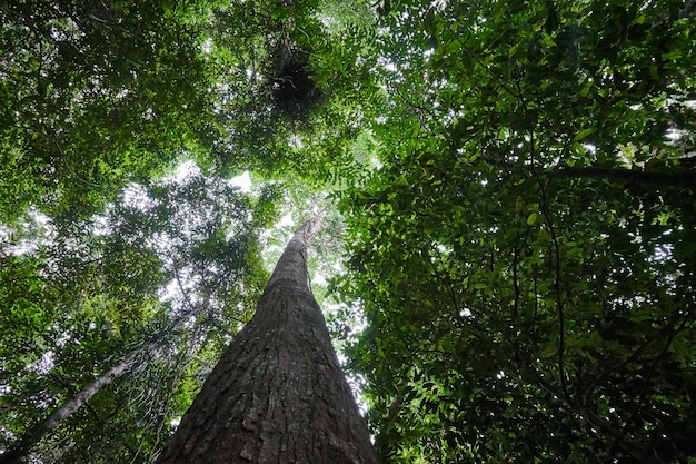 Premium Photo | A tall tree in a rainforest