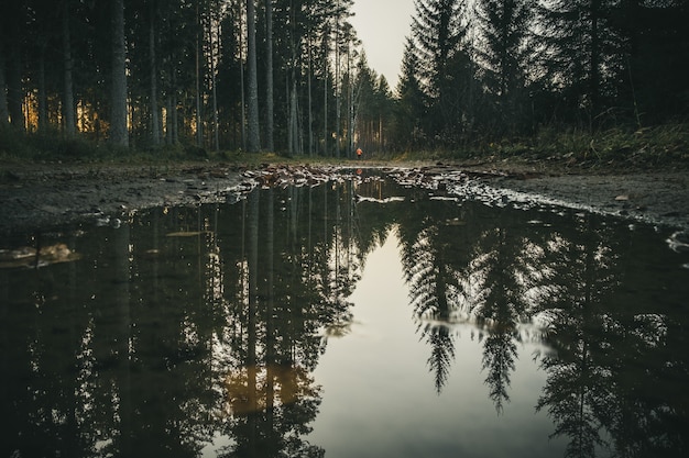 Free Photo Tall Trees Form The Forest Reflected In The Water Of A Small Lake