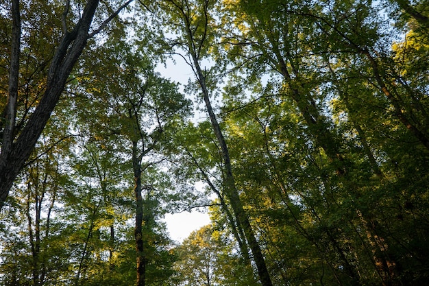 Premium Photo | Tall trees in the park in early autumn