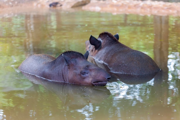 Premium Photo | Tapir baird's herbivorous mammal, similar in shape to a