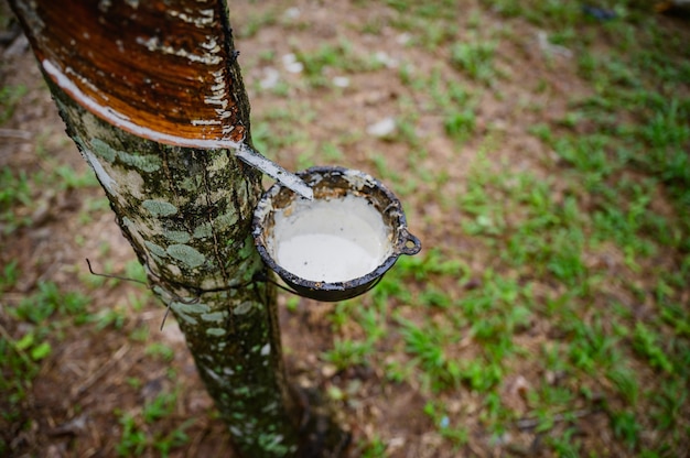 Tapping latex rubber tree, rubber latex extracted from rubber tree ...