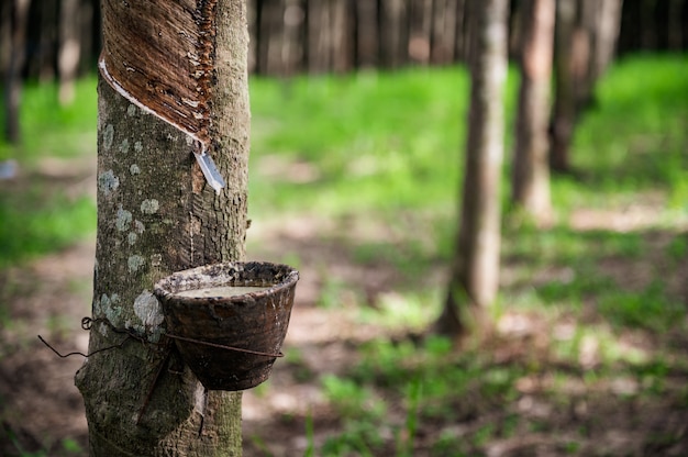 Premium Photo | Tapping latex rubber tree, rubber latex extracted from ...