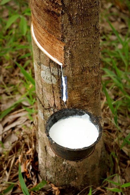 Premium Photo | Tapping sap from the rubber tree.