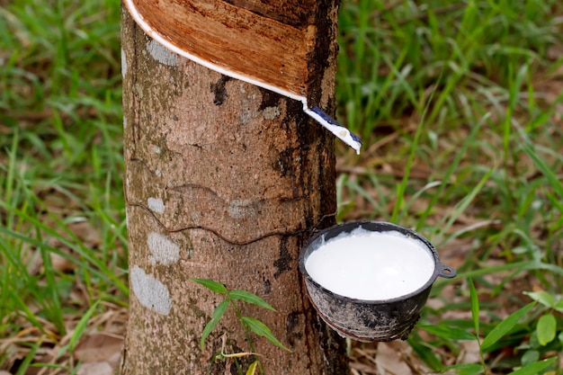 Premium Photo | Tapping sap from the rubber tree.