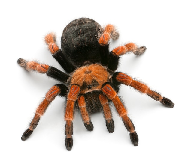 Premium Photo | Tarantula spider, brachypelma boehmei, in front of ...