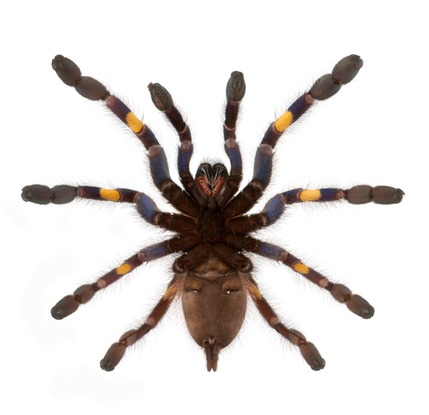 Premium Photo | Tarantula spider, poecilotheria metallica, in front of ...