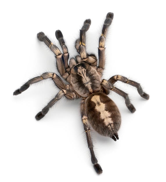 Premium Photo | Tarantula spider, poecilotheria metallica, in front of ...