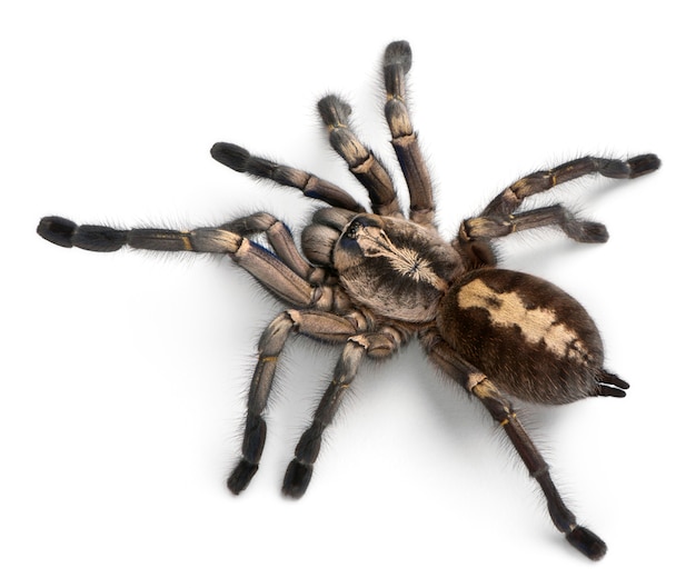 Premium Photo | Tarantula spider, poecilotheria metallica, in front of ...